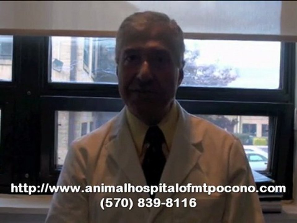 When To Bring Your Puppies To A Vet In Mt. Pocono