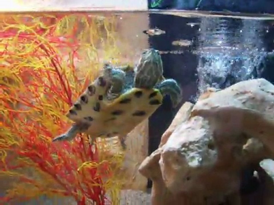 mes aquarium a tortues