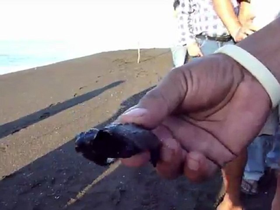 Des bébés tortues noires relâchées à la mer au Guatemala