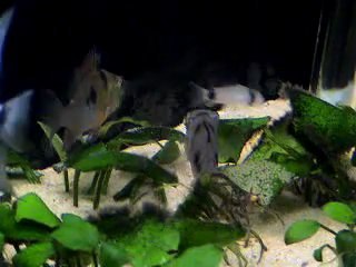 Bolivian Ram (Microgeophagus Altispinosa)