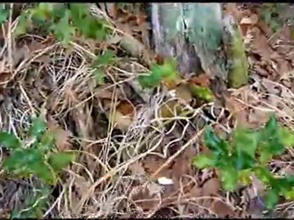 Cèpes bien cachés 2