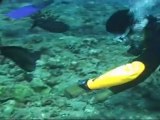 Plongée Bora Bora