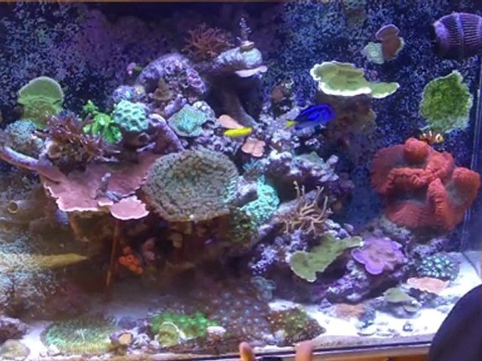 How to grow coral basics