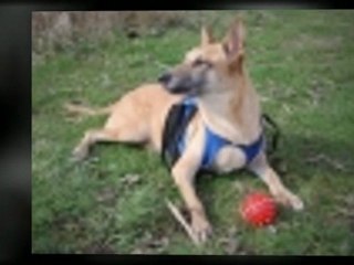 Basic Dog Training Principles