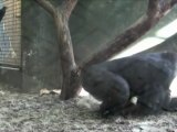 A new gorilla in our midst Five day old baby makes debut in