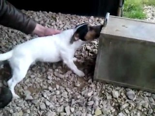 Fastoche VS Maitre Renard