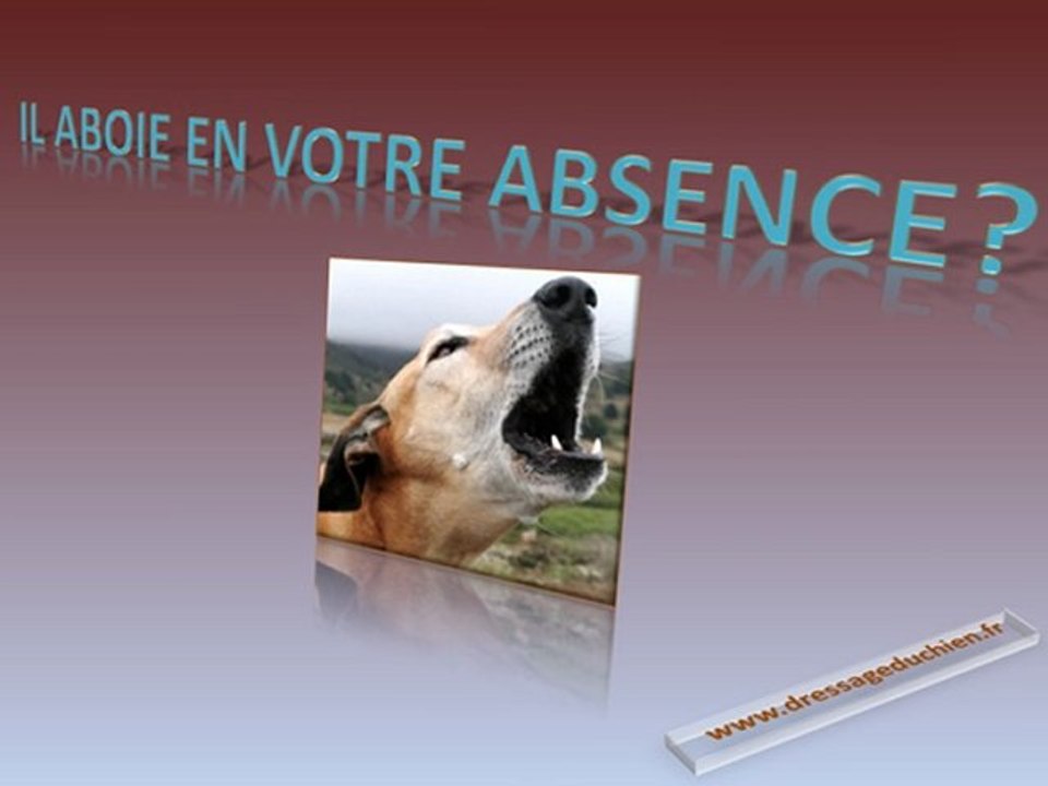 Dressage Chien - Comment dresser son chien ou chiot grâce à la vidéo ?