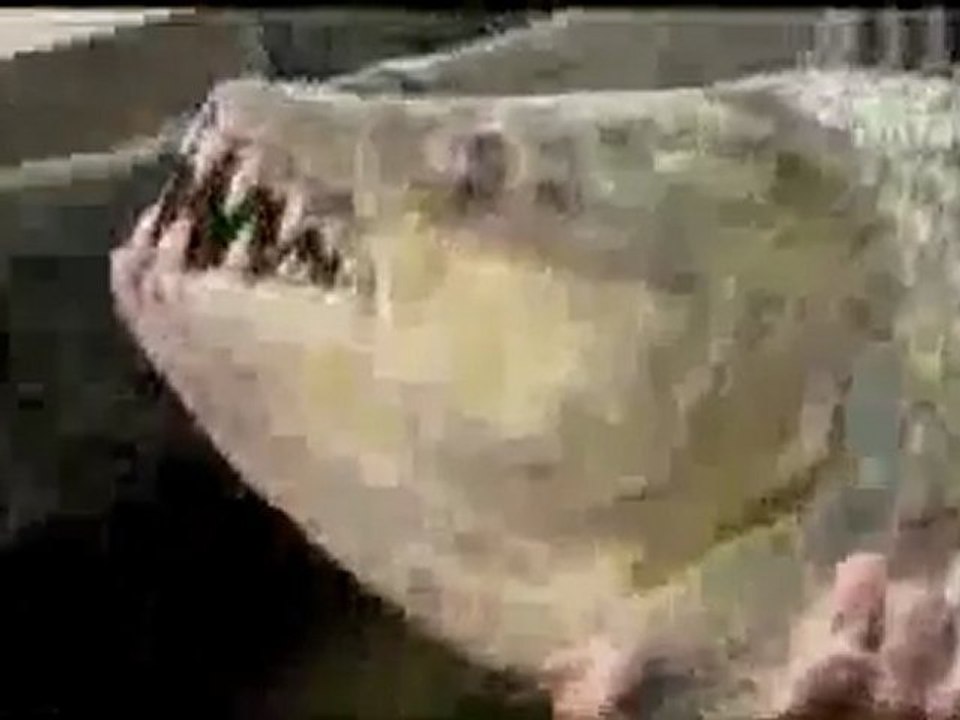 0405 - Piranha géant de 50 Kg