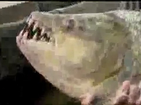 0405 - Piranha géant de 50 Kg