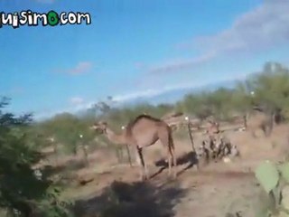 NAQUISIMO.COM - Corres como camello?