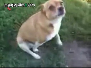 NAQUISIMO.COM - Los perros tambien se razcan la cola