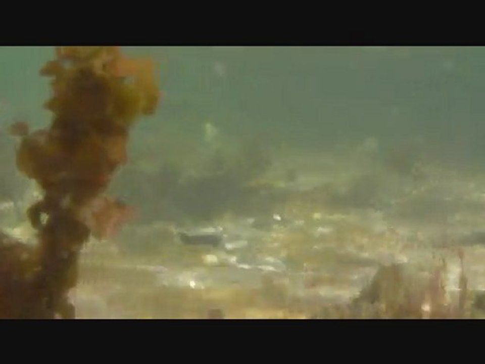 Requin à Petite Terre