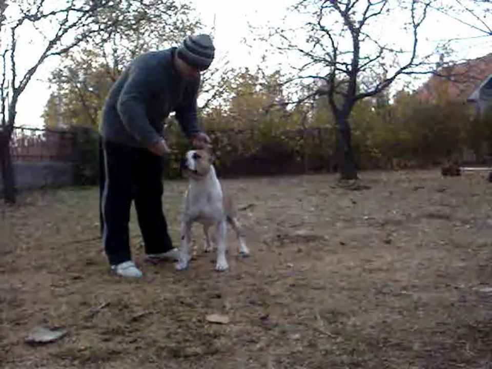 boom video 2011