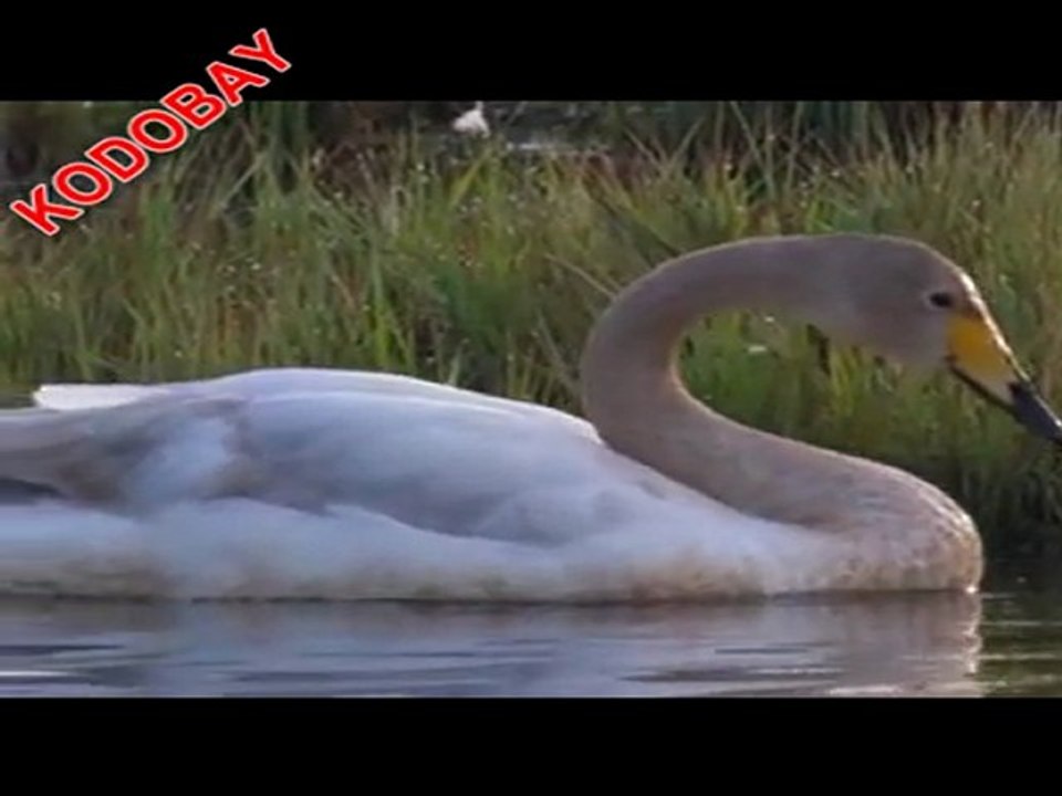 KAZ VE TURNA DÜNYASI