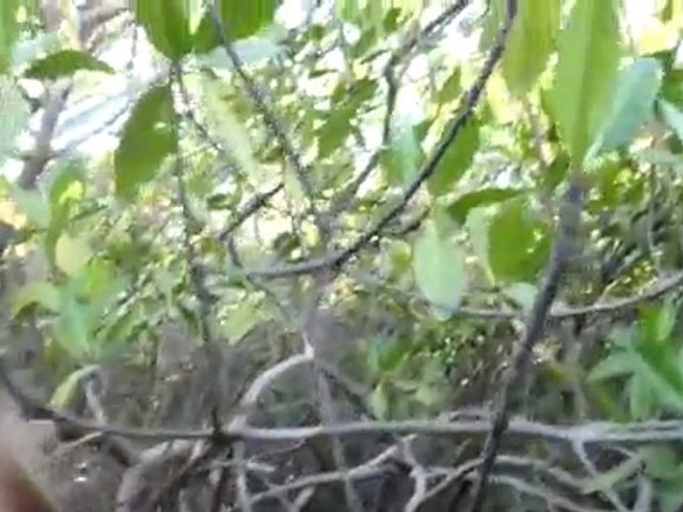 La mangrove