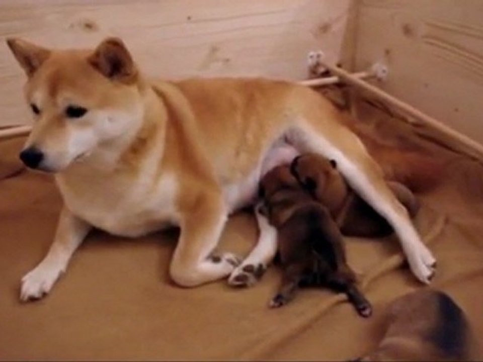 Puppies Jour 6