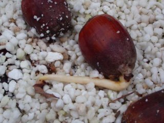 Προετοιμασία βελανιδιών για προβλάστηση σε περλίτη