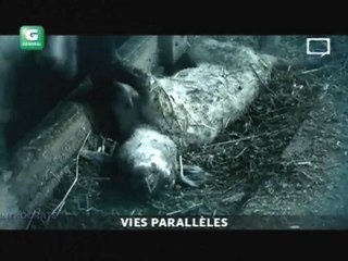 Vies Parallèles, Mystère à la ferme - 2 de 3