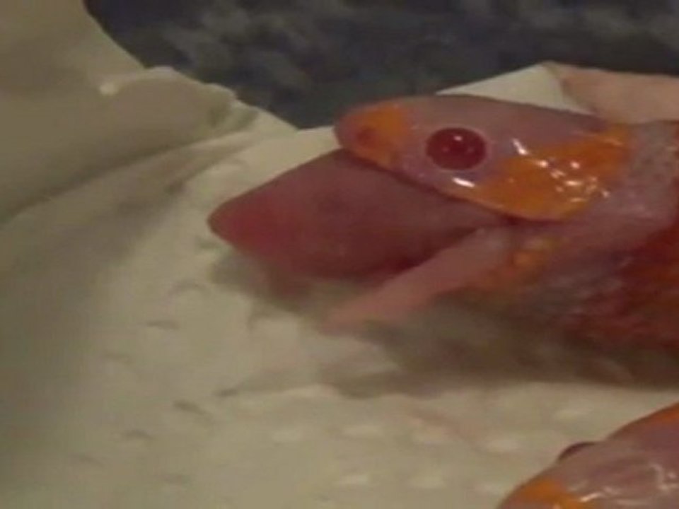 Serpiente con dos cabezas se come su primer ratón