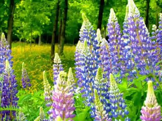 Le boléro de Maurice Ravel en intégrale