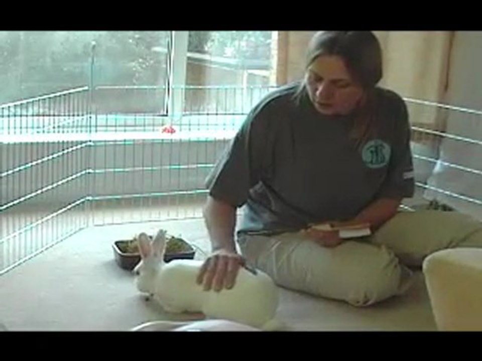 Handling and lifting Rabbits - an expert guide - Part 1 of 2