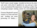German shepherd Puppy- Factors to Consider