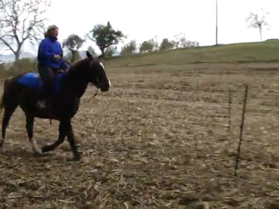 201111 - Poney Games 2