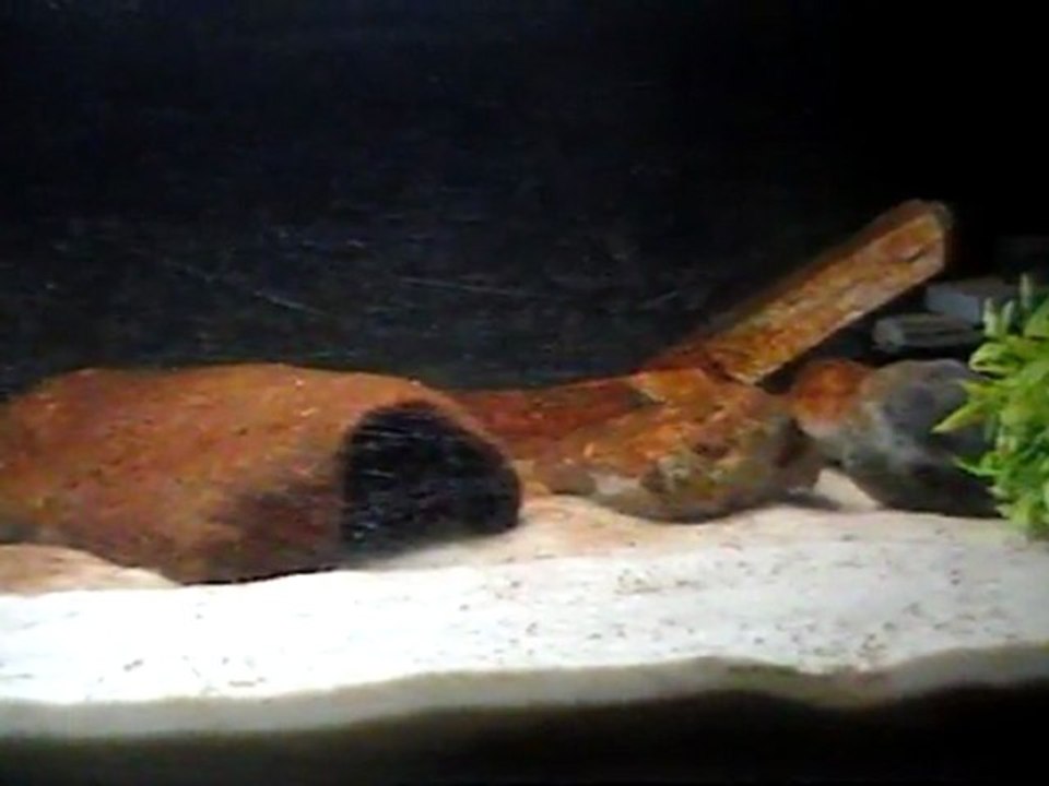 axolotl2