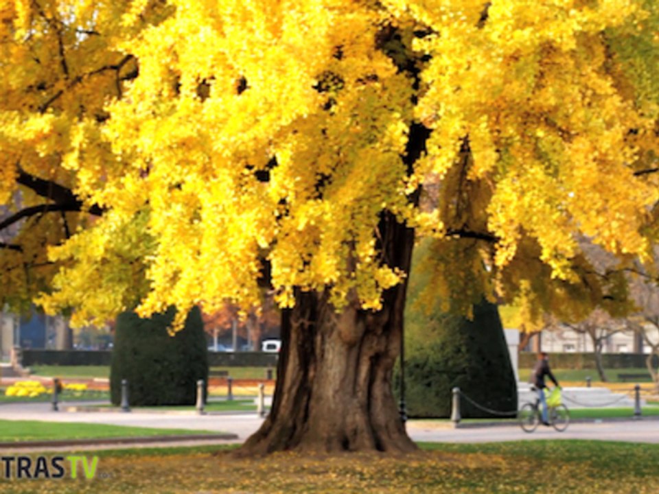 Les mystères de Strasbourg #5 : les arbres invincibles