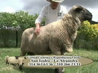 3_MARTES 22 DE NOVIEMBRE 2011 bufalos ganasal