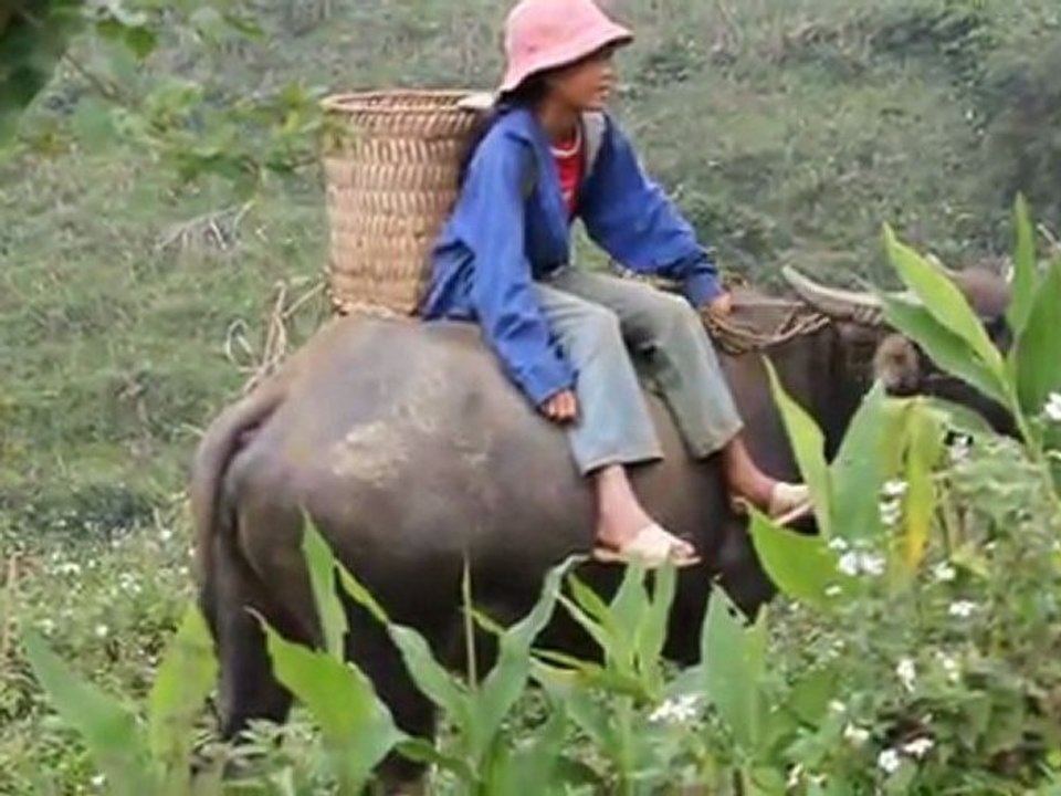 MVI_6823 - UN ENFANT SUR UN BUFFLE