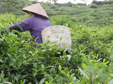 MVI_6828 - 6829 - CUEILLETTE DU THE