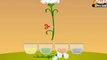 Learn Science through Home Experiments - Drinking Plants