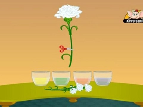 Learn Science through Home Experiments - Drinking Plants