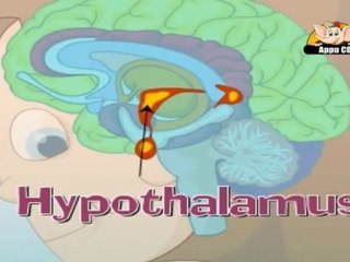 How The Human Body Works - Endocrine System