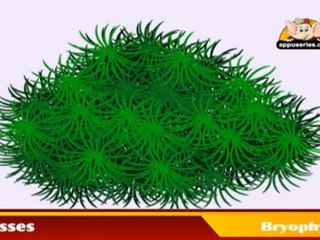 Learn about Plants  in Hindi - Bryophytes