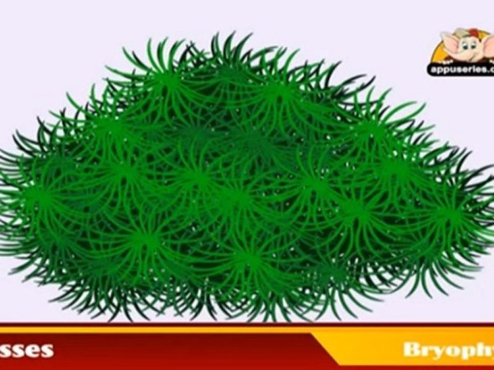 Learn about Plants  in Hindi - Bryophytes