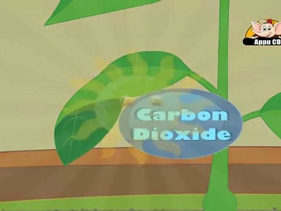 Learn about Plants in Kannada - Photosynthesis