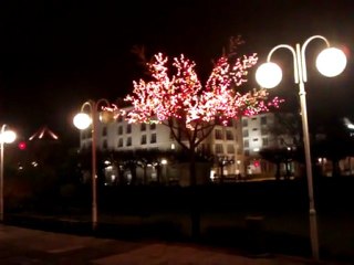 Magiczne drzewko w Sopocie