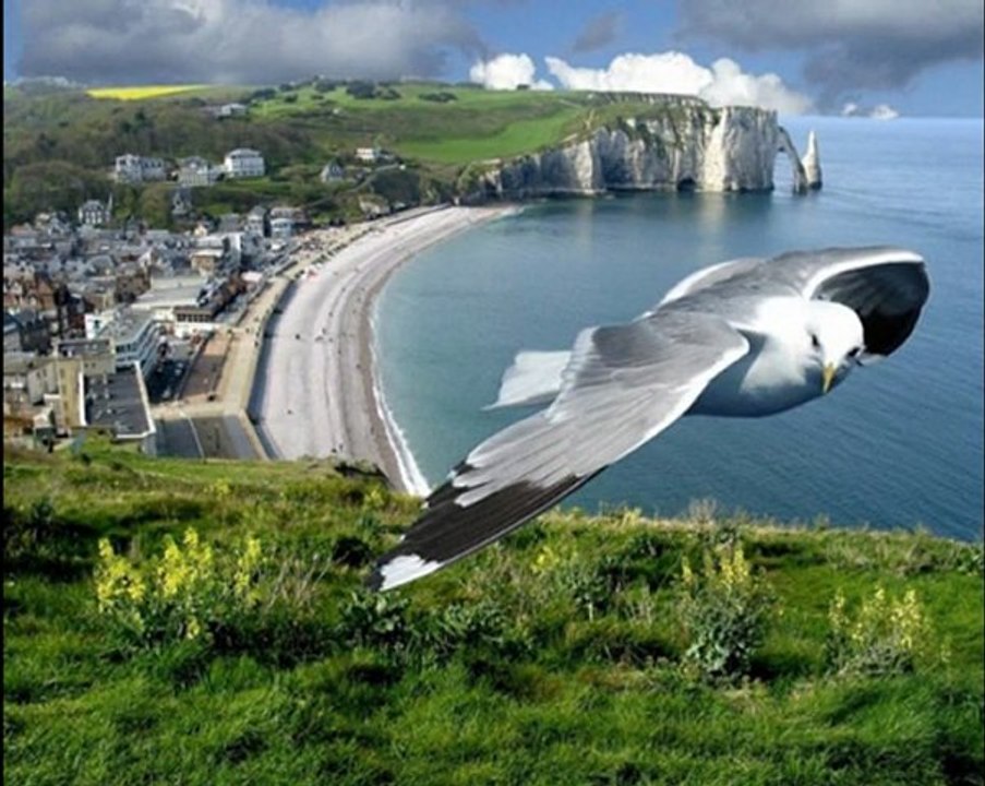 Les oiseaux