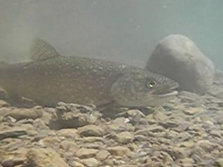 Marches ou pêches vol.3.Barrages et rivières