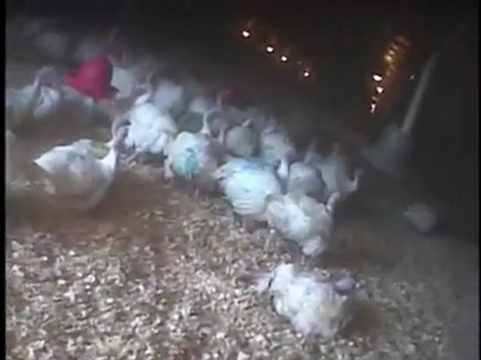 The Dark Side of the Turkey Industry