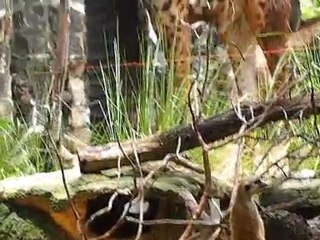 Trip to Bangkok. Day 3. Dusit Zoo and Throne Hall