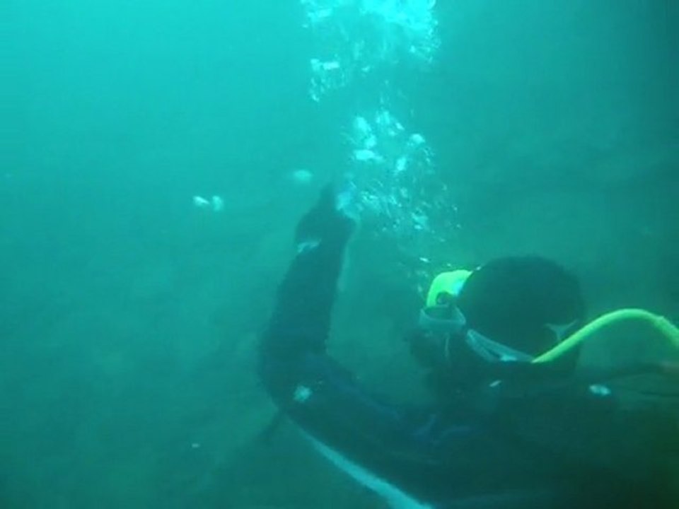 Carpes nov 2011