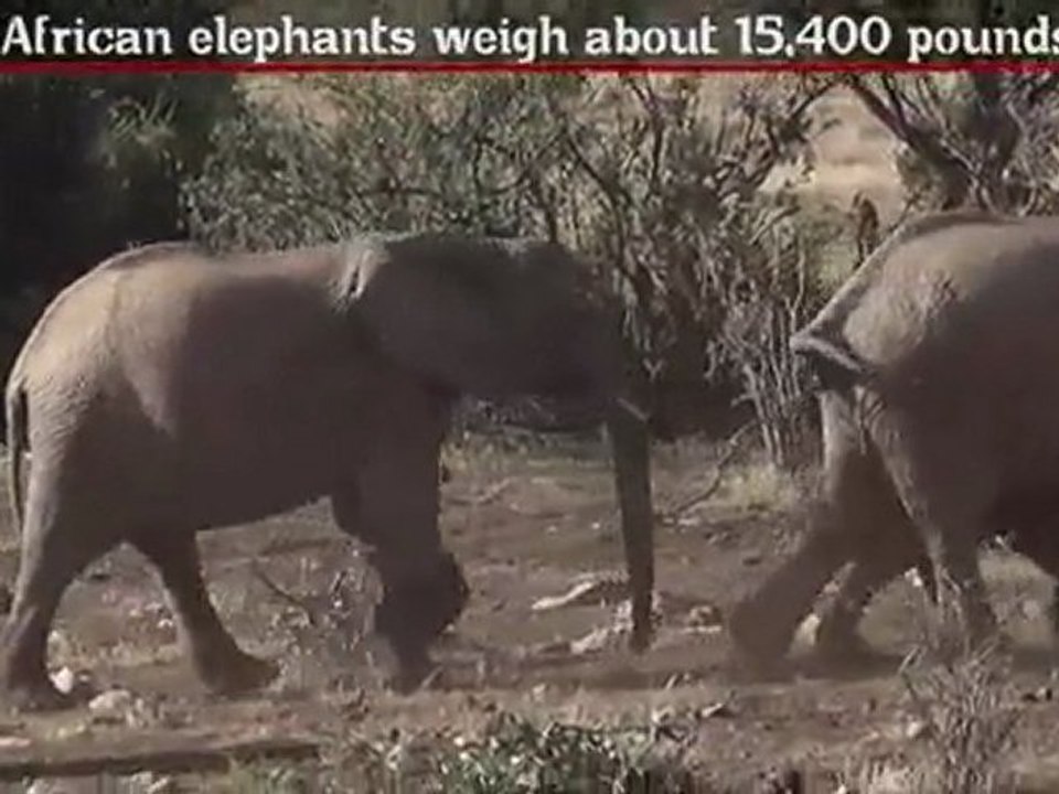 Elephant - Fun Facts