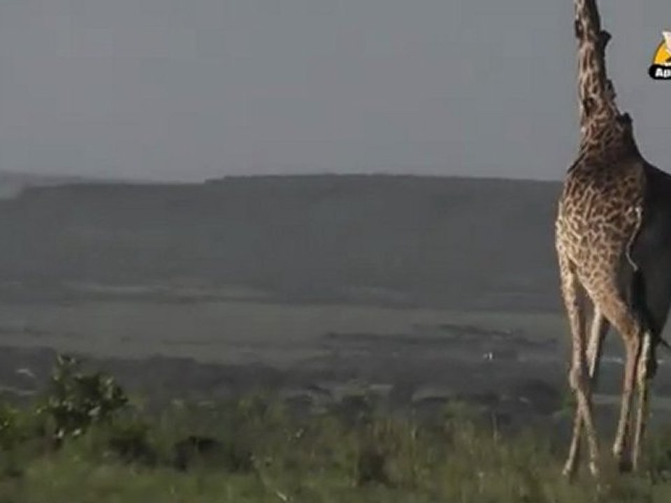 Giraffe - Fun Facts