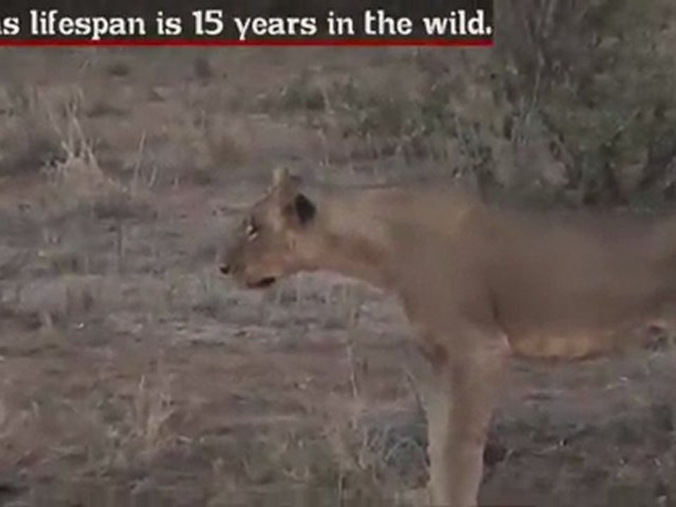 Lion - Fun Facts