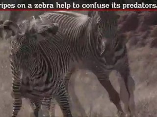 Zebra - Fun Facts