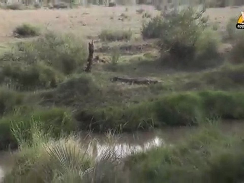 Crocodile - Fun Facts