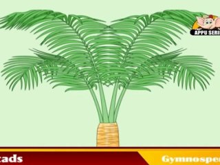 Learn About Plants - Gymnosperms